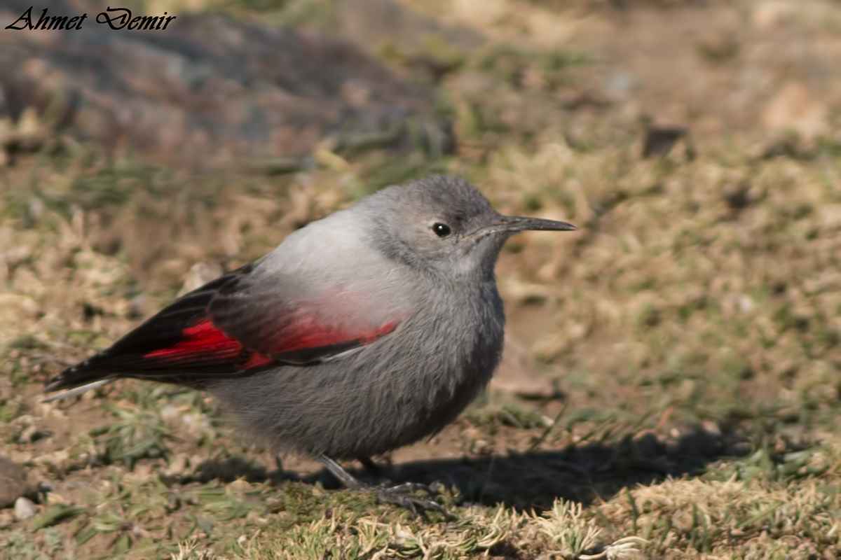 Wallcreeper